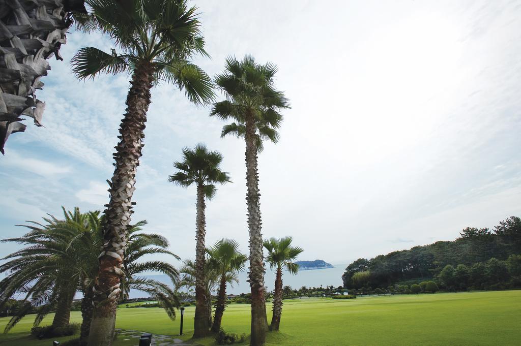 Seogwipo Kal Hotel Exterior photo Palm trees in Jeju Island